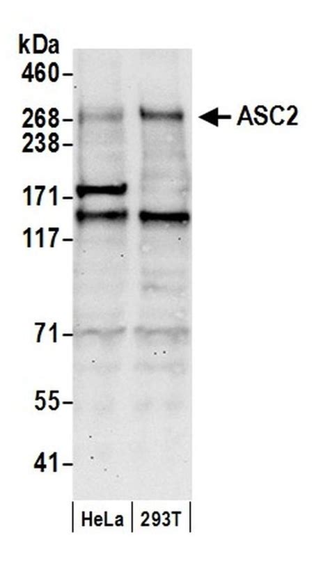 asc2 antibody